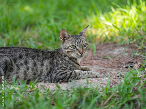 Wallpaper Mural a tabby cat resting on the grass Torontodigital.ca