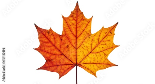 Wallpaper Mural Autumnal Maple Leaf: Vibrant Fall Foliage Isolated Torontodigital.ca