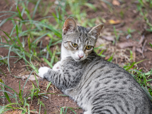 Wallpaper Mural a tabby cat resting on the grass Torontodigital.ca