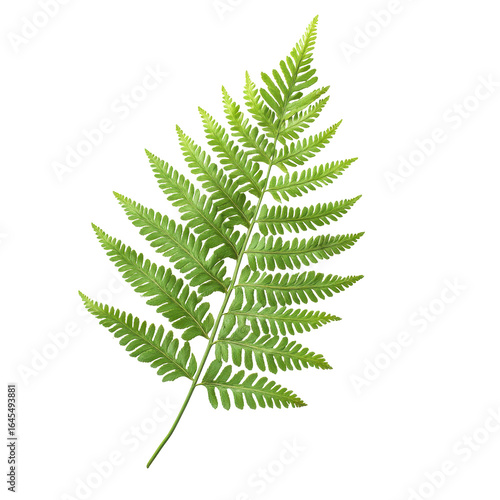 Wallpaper Mural Green Fern Frond on Black Background Botanical Illustration Nature Plant Leaf, isolated on a transparent background Torontodigital.ca