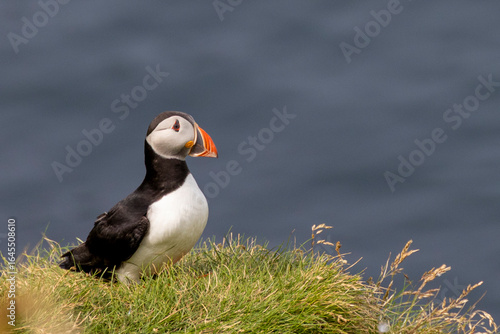 puffin against the sea