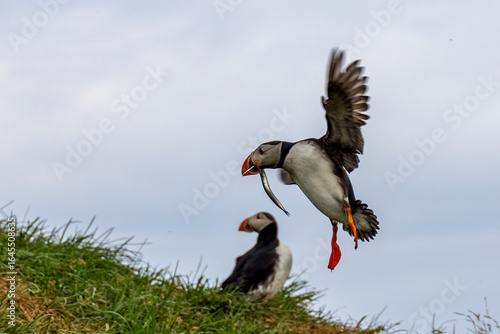 puffin flying with a fish