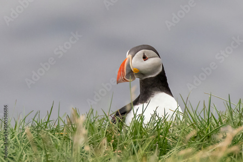 closeup of a puffin