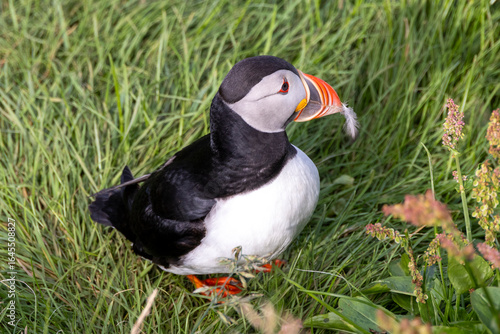 puffin with feather in mouth