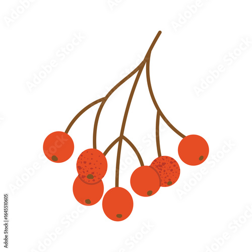Red rowan berries on thin brown branch. Autumn forest fruit plant element. Vector illustration isolated on white background.