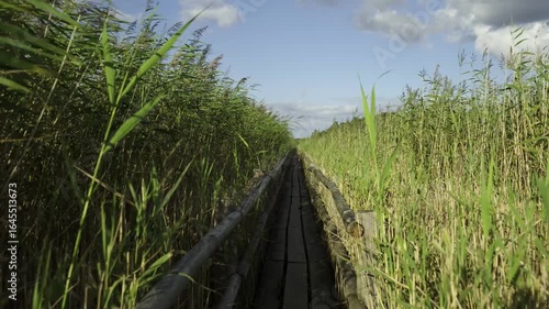 Wooden trail in the reeds of the lake. A tranquil wooden boardwalk winds through dense reeds and wetlands, leading by a serene lake. High quality 4k footage. Kaniers. Latvia