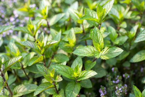 Wallpaper Mural Mint plant grown in the garden - close up Torontodigital.ca