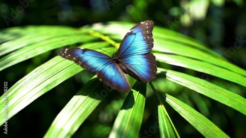 butterfly on leaf