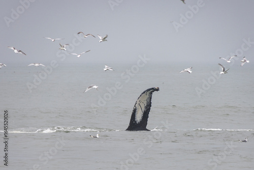 humpback whale fin waving