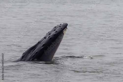 humpback whale feeding with open mouth