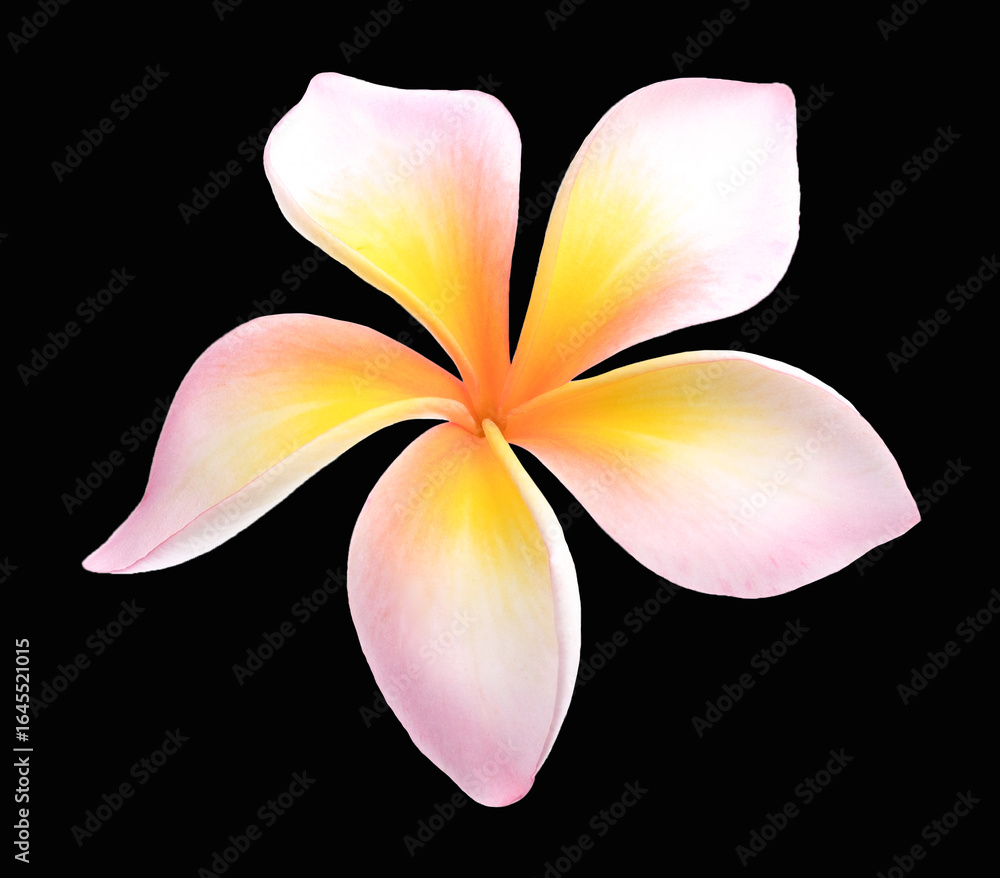 Fototapeta premium white pink color Plumeria flower isolated on black background.