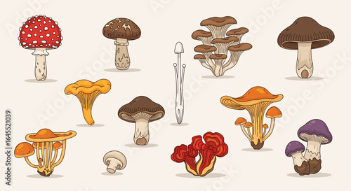 Illustration of diverse mushrooms including amanita chanterelle and oyster mushrooms on a cream background