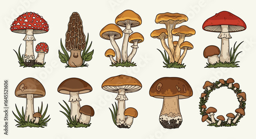 Illustration showcasing a variety of different mushroom types arranged in a pleasing manner artful style