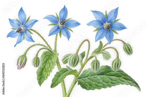 Delicate blue star shaped borage flowers with buds and green leaves isolated on transparent background