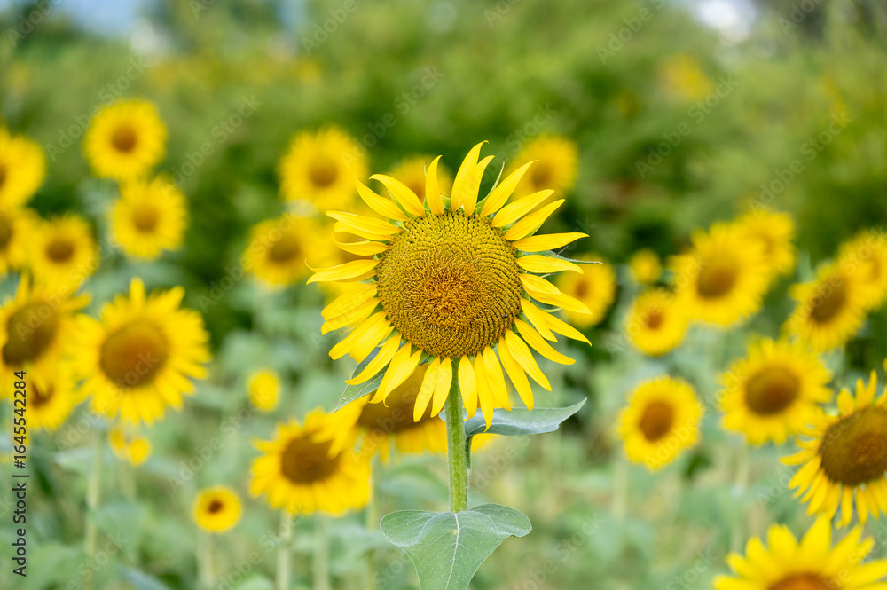 sunflower on clear sky on summrer time sunflower on clear sky on summrer time