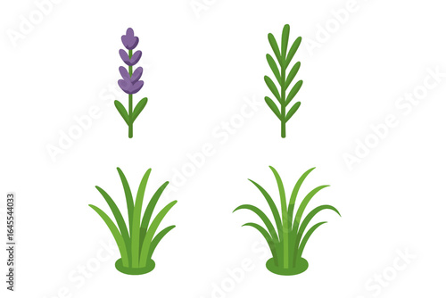 Vector icon set of aromatic herbs. Lavender flower, rosemary sprig, and fresh green grass. Botanical illustration for nature, gardening, and cosmetic concepts. Isolated.