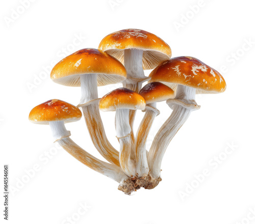 Harvesting golden mushrooms nature's bounty forest fresh, isolated on transparent background, png