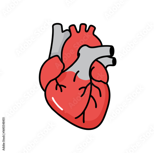 Anatomical illustration of a human heart with red ventricles and grey arteries, isolated on a white background.
