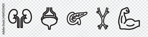 "Human Body Organs and Muscle Icons - Kidneys, Bladder, Reproductive, and Muscle"