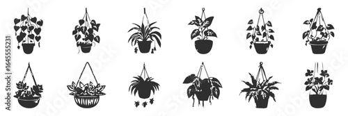 Hanging plants in black and white pots.