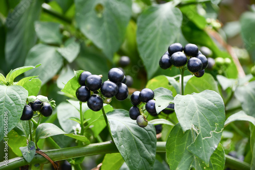 Foto イヌホオズキ　Black Nightshade