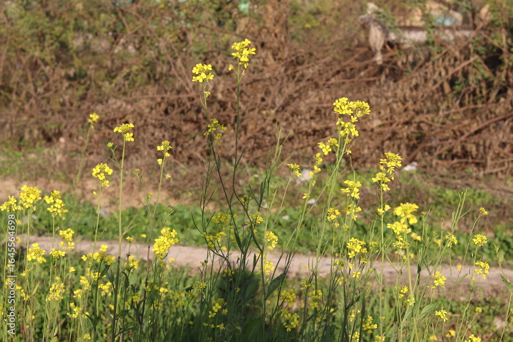 Fototapeta premium Detailed shot of yellow wildflowers in a field, with a blurred background of vegetation