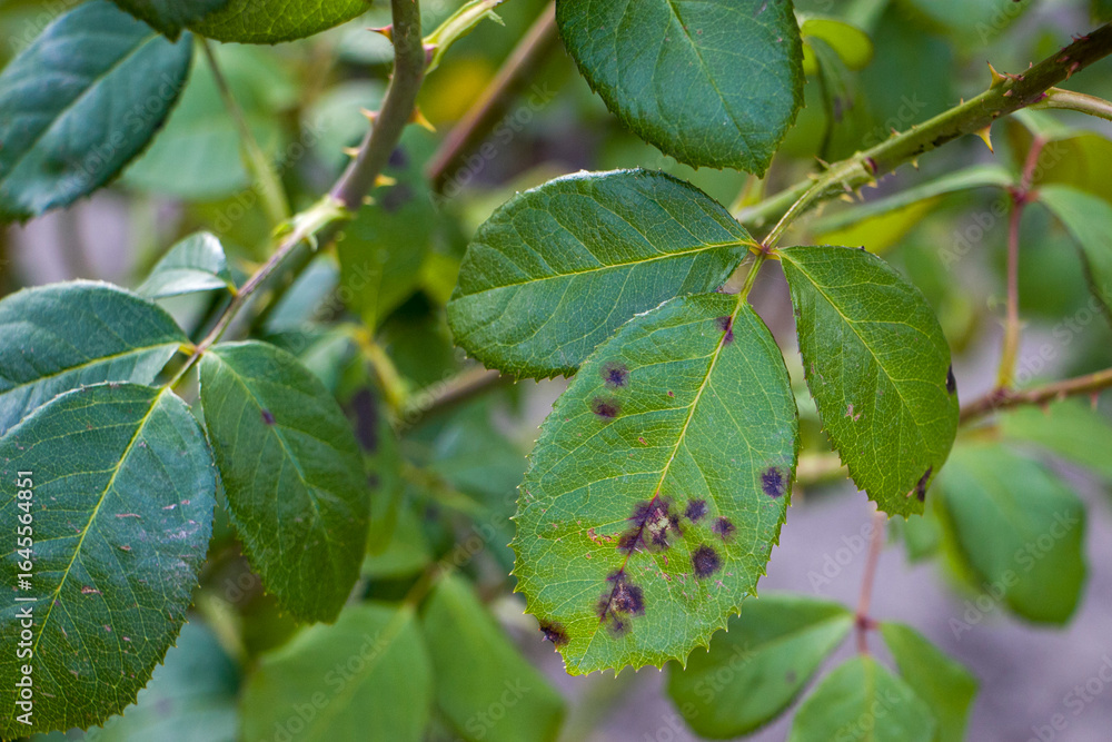 Naklejka premium Rose leaves affected by black spot. Rose leaves showing symptoms of the fungal disease. Black spot of roses, a disease caused by the fungus Diplocarpon rosae.