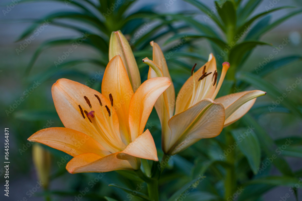 Obraz premium Orange lily flowers. Bright orange lilies in full bloom on a green background. Stamens, pollen and pistil of an orange lily close-up.