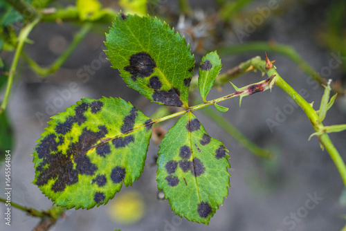 Rose leaves affected by black spot. Rose leaves showing symptoms of the fungal disease. Black spot of roses, a disease caused by the fungus Diplocarpon rosae.