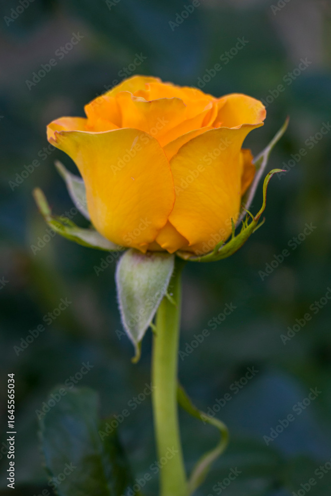 Fototapeta premium Yellow rose flower in the garden
