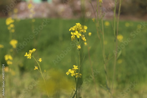 Wild yellow flowers in natural serene setting with soft focus and warm sunlight for outdoor background