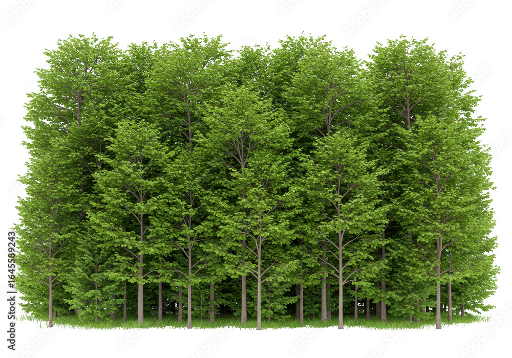 Obraz premium Green deciduous trees with full foliage isolated on transparent background
