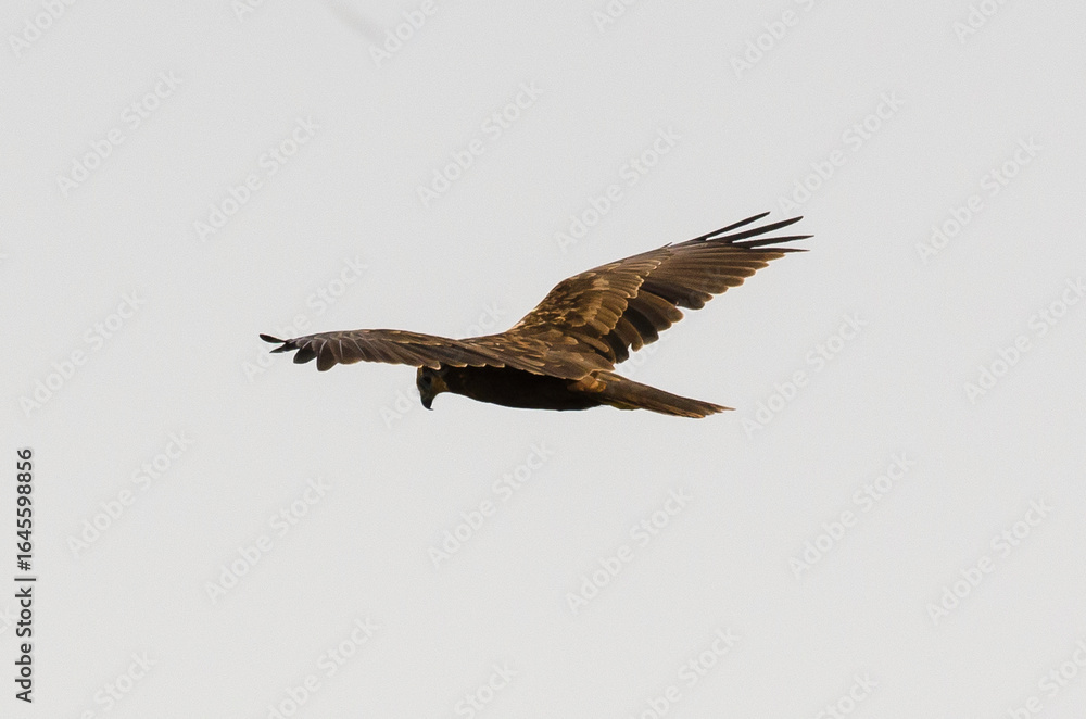 Fototapeta premium Busard des roseaux, Circus aeruginosus, Western Marsh Harrier