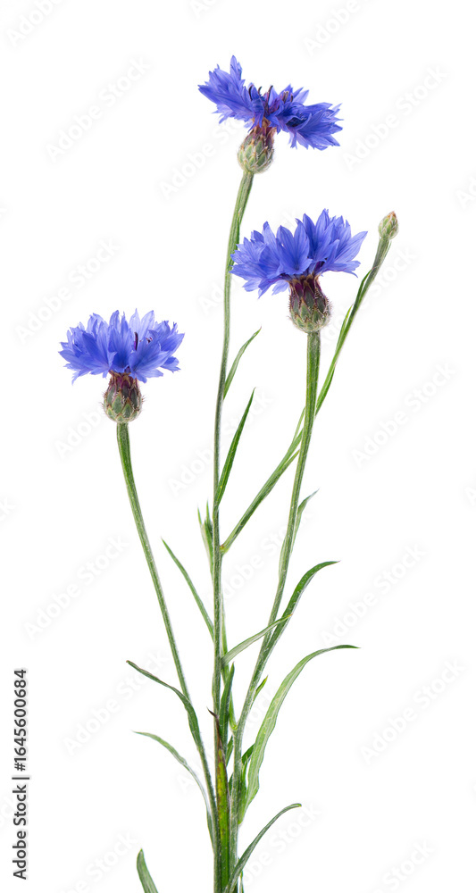 Obraz premium Blue Cornflower isolated on white background. Centaurea cyanus or bachelor's button flowers.
