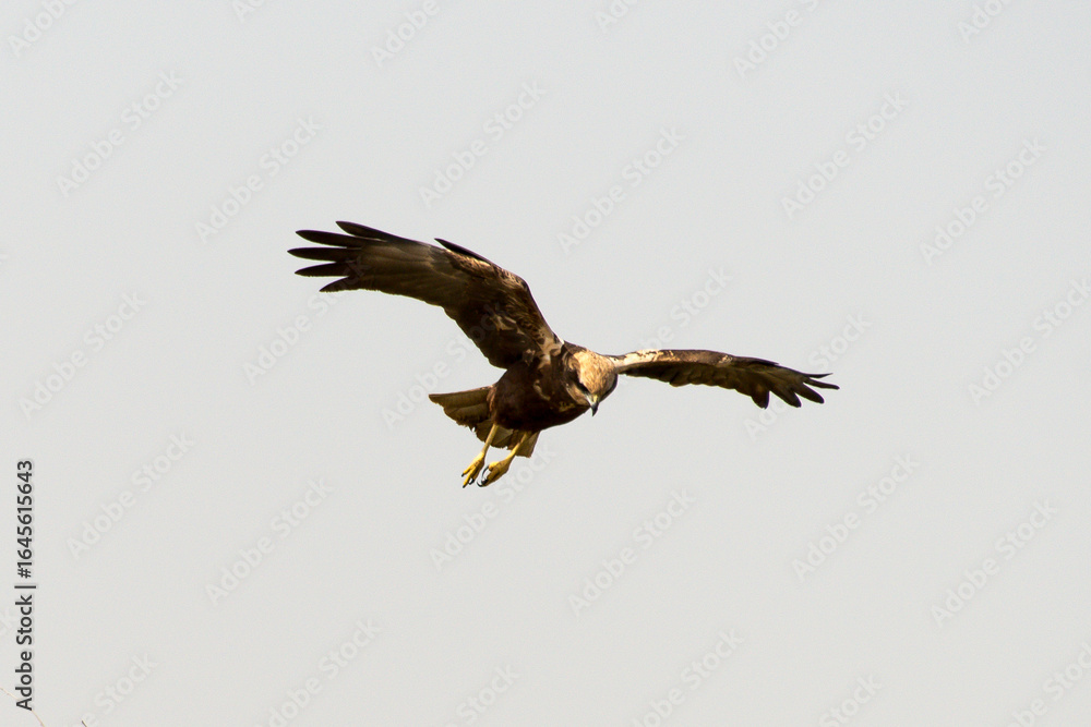 Obraz premium Busard des roseaux, Circus aeruginosus, Western Marsh Harrier