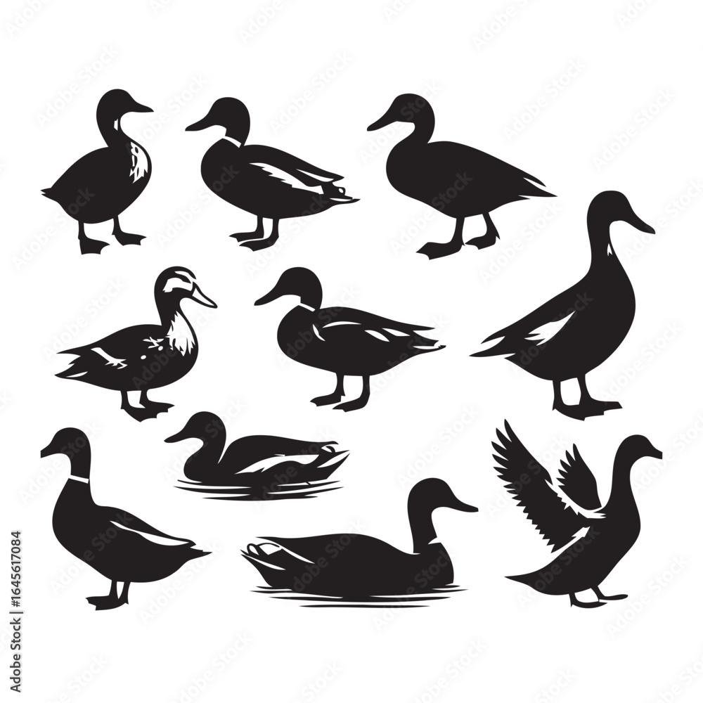 Fototapeta premium Silhouettes of various ducks in different poses. 