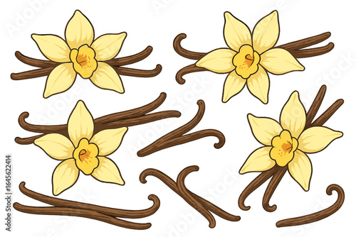 Vanilla flower and bean stick pod collection. Vector illustration set for food design. Aromatic cooking spice ingredient. Natural botanical drawing for dessert and flavor concept.
