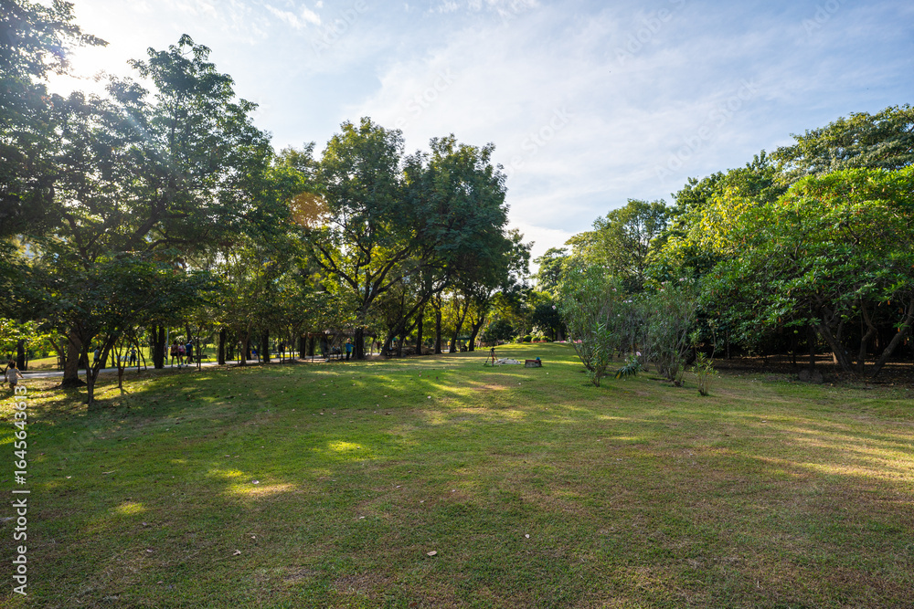 Naklejka premium Green meadow tropical tree park forest agiant blue sky cloud