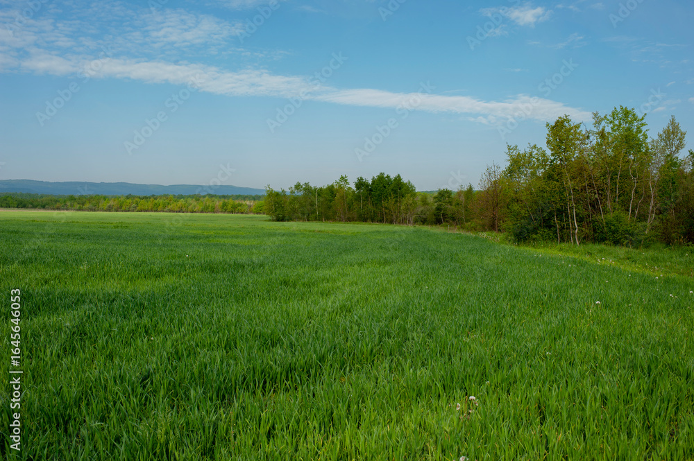Obraz premium Field of young wheat. Green grass in the background, spring agriculture