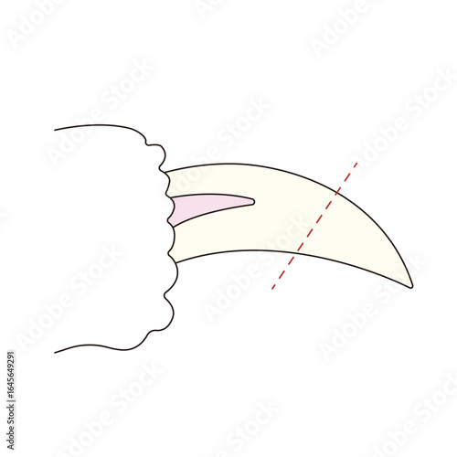 正しい猫の爪切り箇所のイラスト