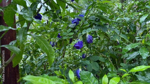 The butterfly pea flower, also known as Asian pigeonwings, is a tropical vine plant native to Southeast Asia. It is famous for its vibrant, deep blue or violet flowers, which are used as a natural foo