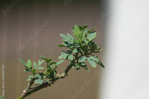 A branch of a rue on a blurred background.