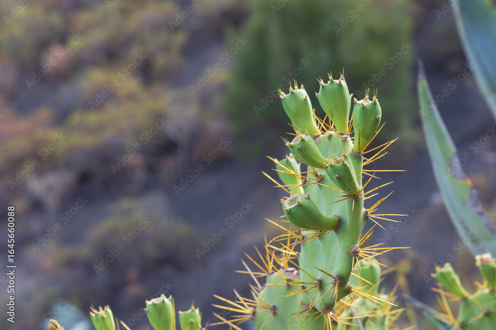 Naklejka premium Plants, flowers, cacti in the protected reserve of Caldera de Bandama in Gran Canaria, Spain