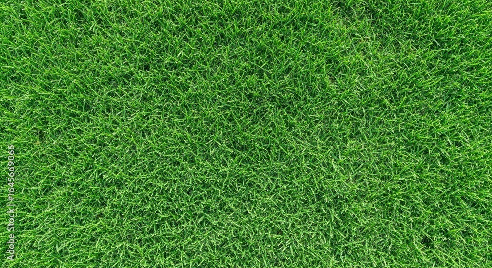 Obraz premium Vibrant green grass field texture close up