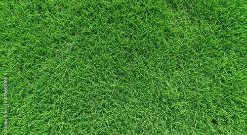 Vibrant green grass field texture close up