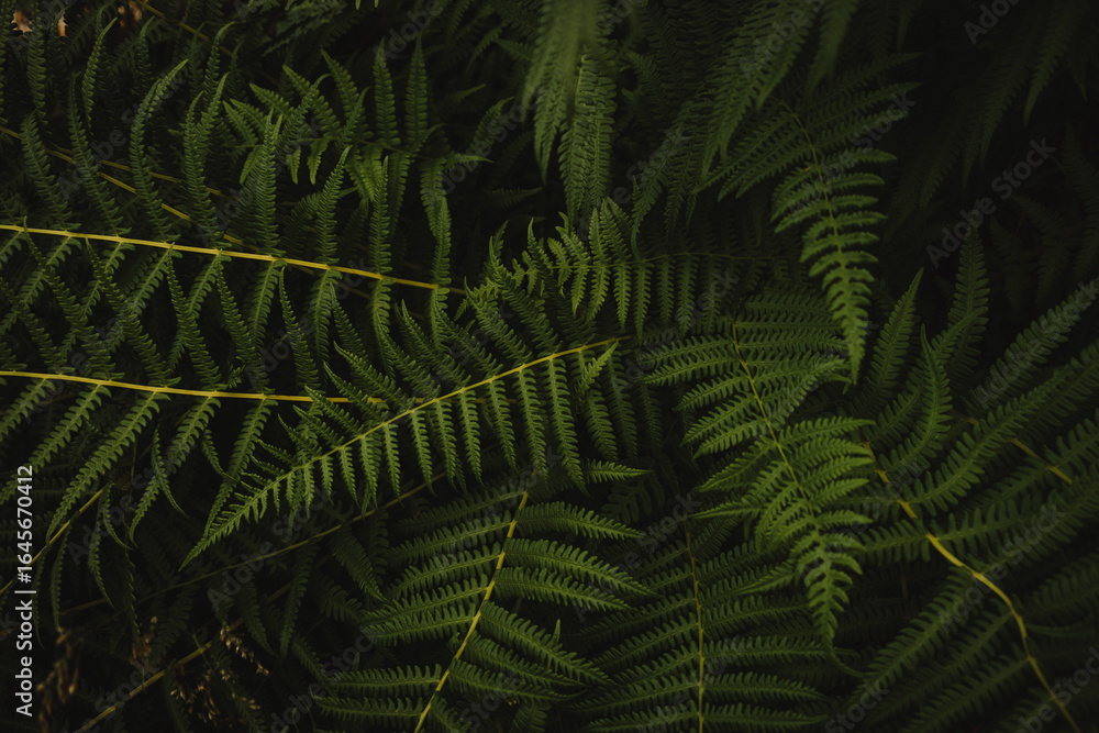 Fototapeta premium Wild fern plants