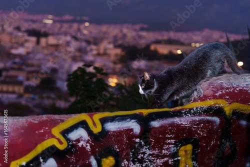 Cats of athens