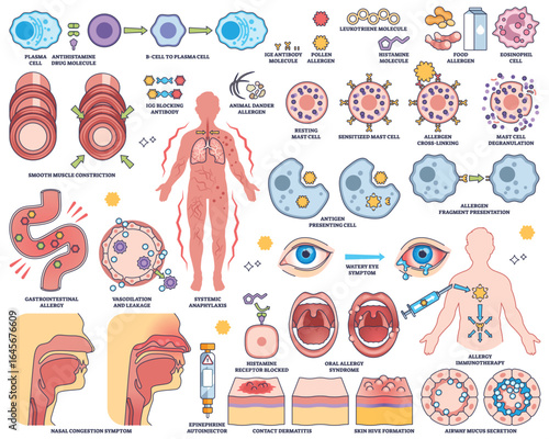 Allergic response and hypersensitivity are shown with immune cells, allergens, and symptoms in a clear educational format. Outline style worksheet collection