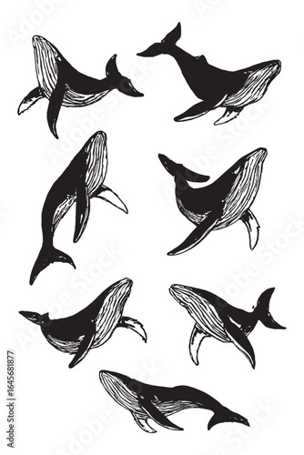 Vintage black and white sketch of humpback whales swimming gracefully, showcasing their large fins and distinctive tails in a dynamic ocean scene.