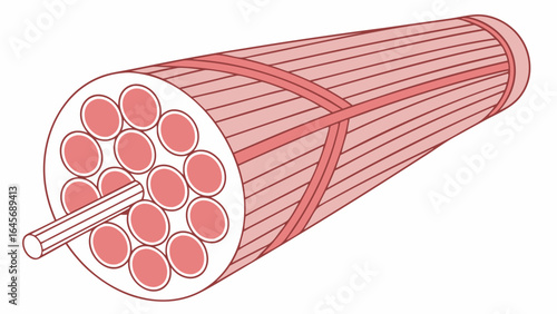 Crosssection illustration of a skeletal muscle fiber bundle showing fascicles and muscle fibers.